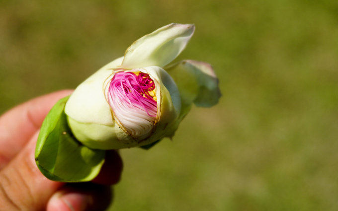 Cây bàng vuông 16 năm tuổi ở Sài Gòn vào mùa nở hoa